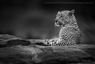 Beauty on the Rock_BW