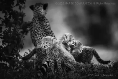 Cheetah Family_BW