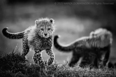 Curious Cheetah Cub_BW
