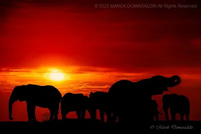 Elephants at a Waterhole