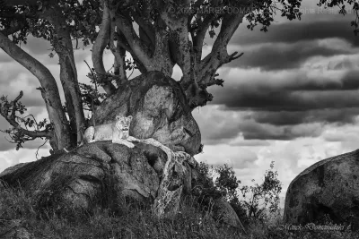 Guardian of the Rocks_BW