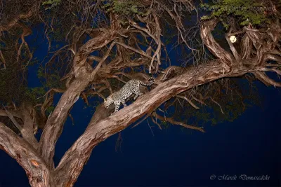 Leopard at a Tree at Full Moon