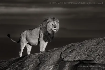 Lion on a Kopje at Sunrise