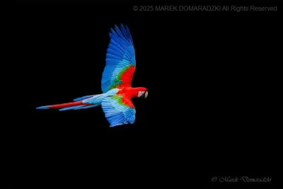 Red Macaw at Buraco das Arraras