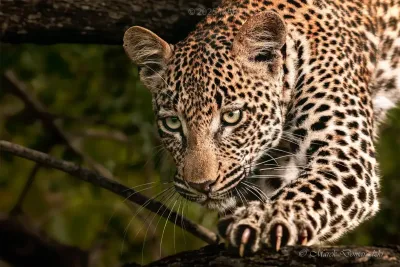 Stalking the Brother