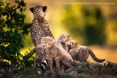 Cheetah Family