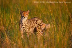 Cheetah with a Cub in Tall Grass
