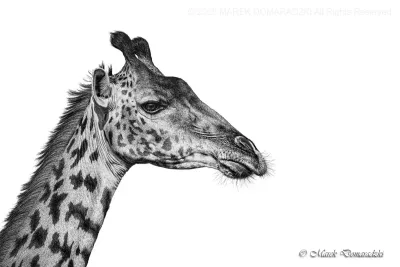 Giraffe Portrait
