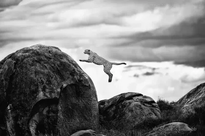 Jumping Cheetah