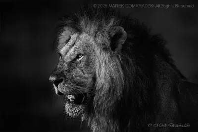 King of the Dawn_BW