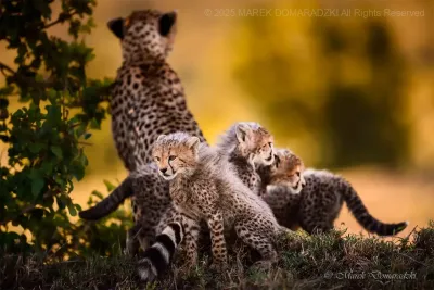 Cheetah Family