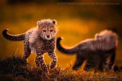 Curious Cheetah Cub