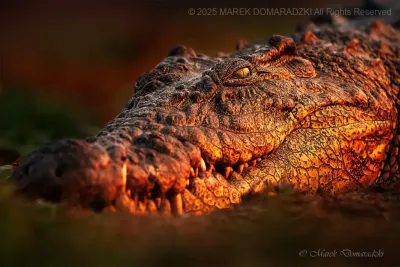 Eye to Eye With a Crocodile