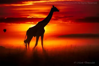 Giraffe on a Misty Morning