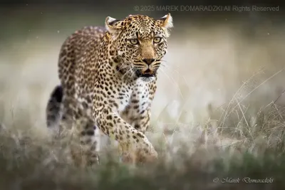 Leopard on a Rainy Day