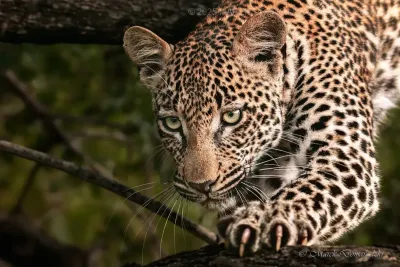 Stalking the Brother