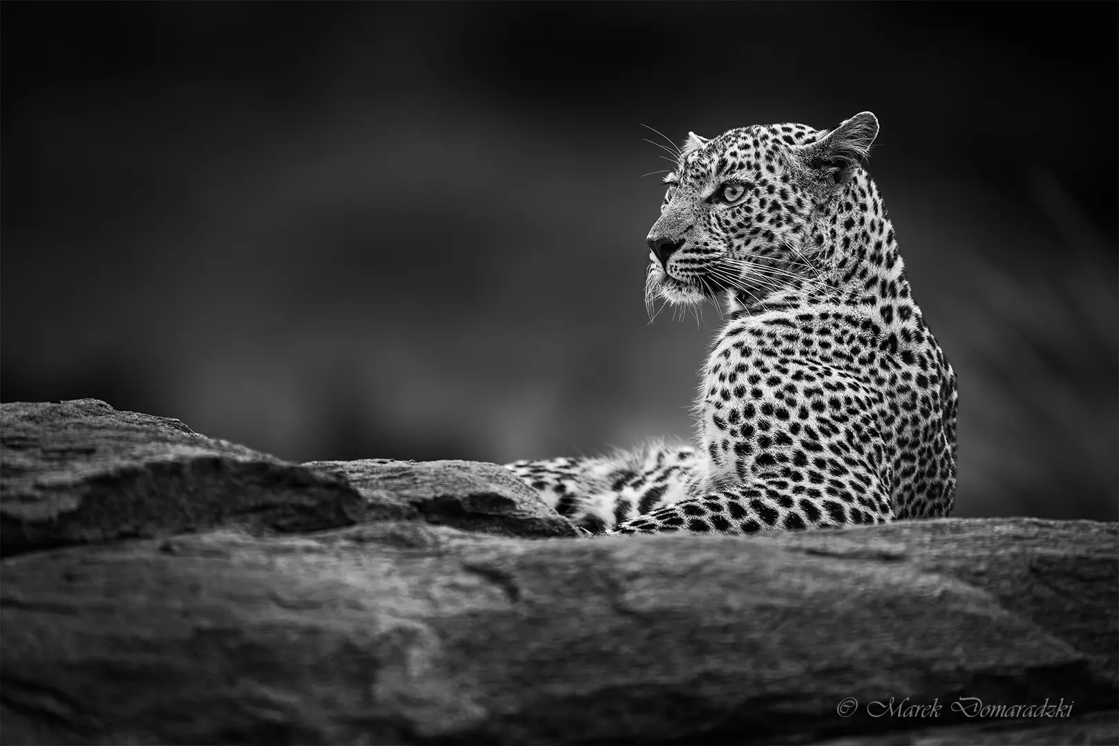 Beauty on the Rock_BW