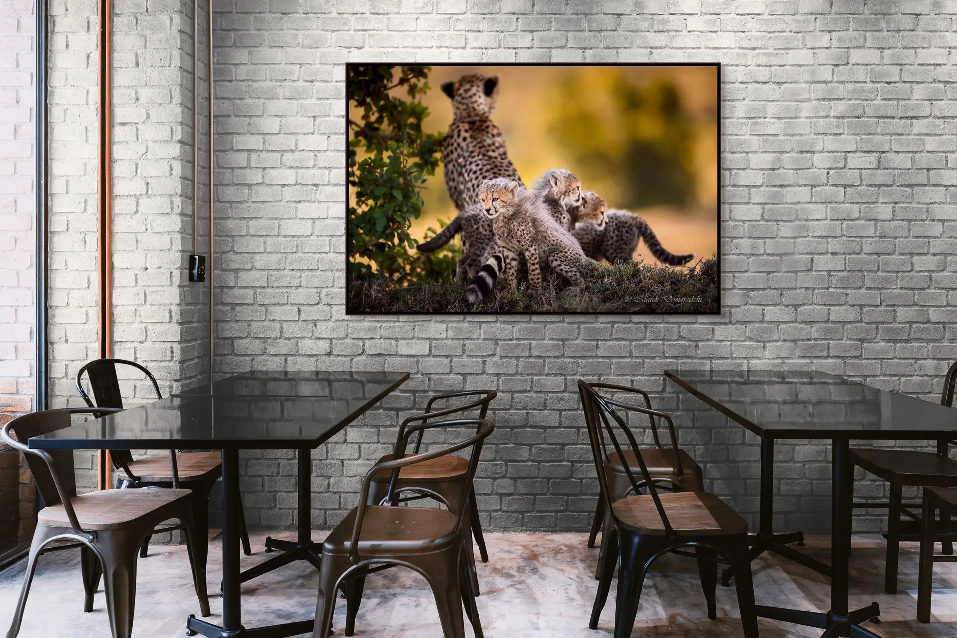 Cheetah Family - Image 4