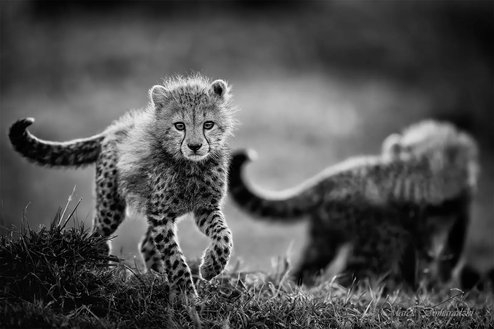 Curious Cheetah Cub_BW