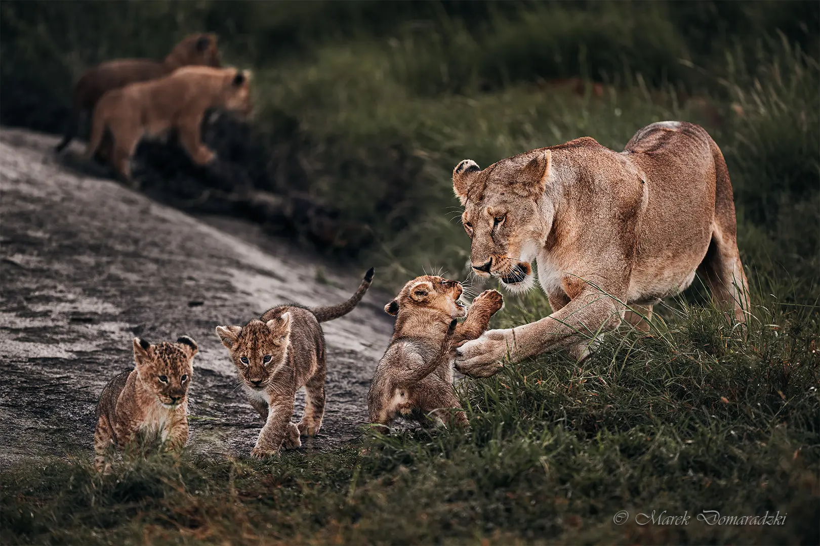Defiant Cub