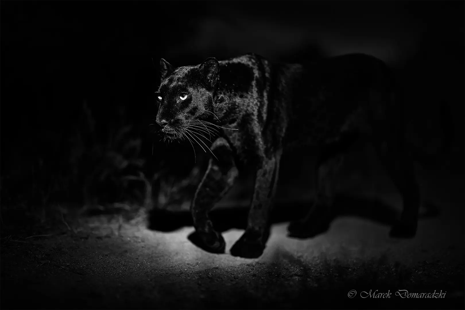 Emerging Ghost_BW
