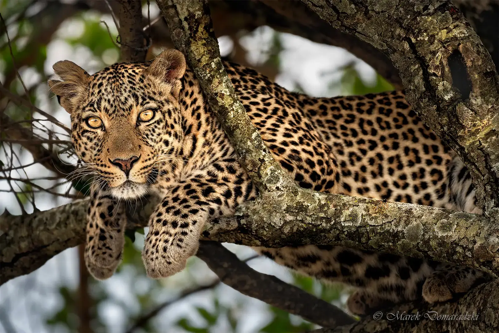 Fig the Leopard