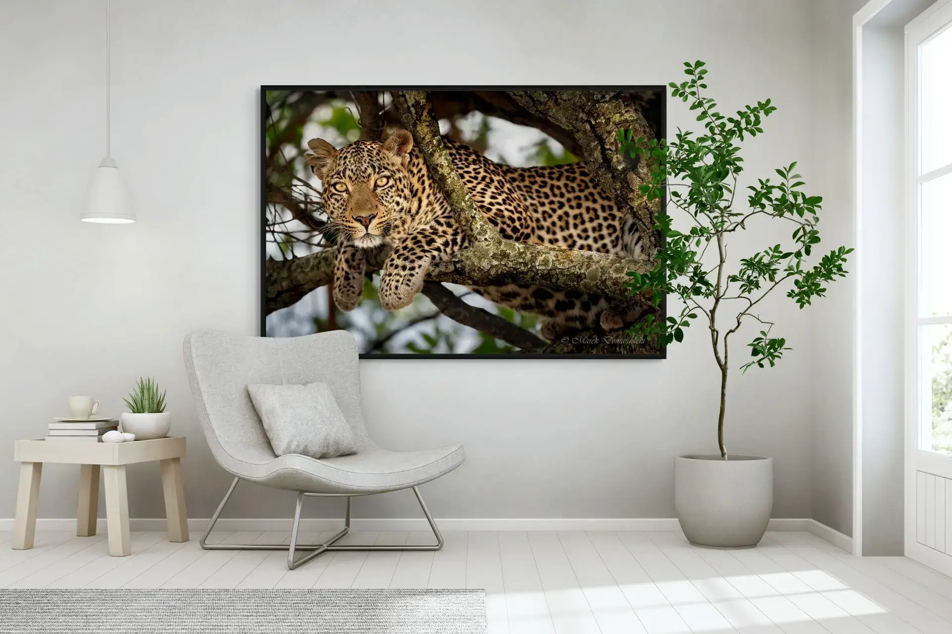 Fig the Leopard - Image 2