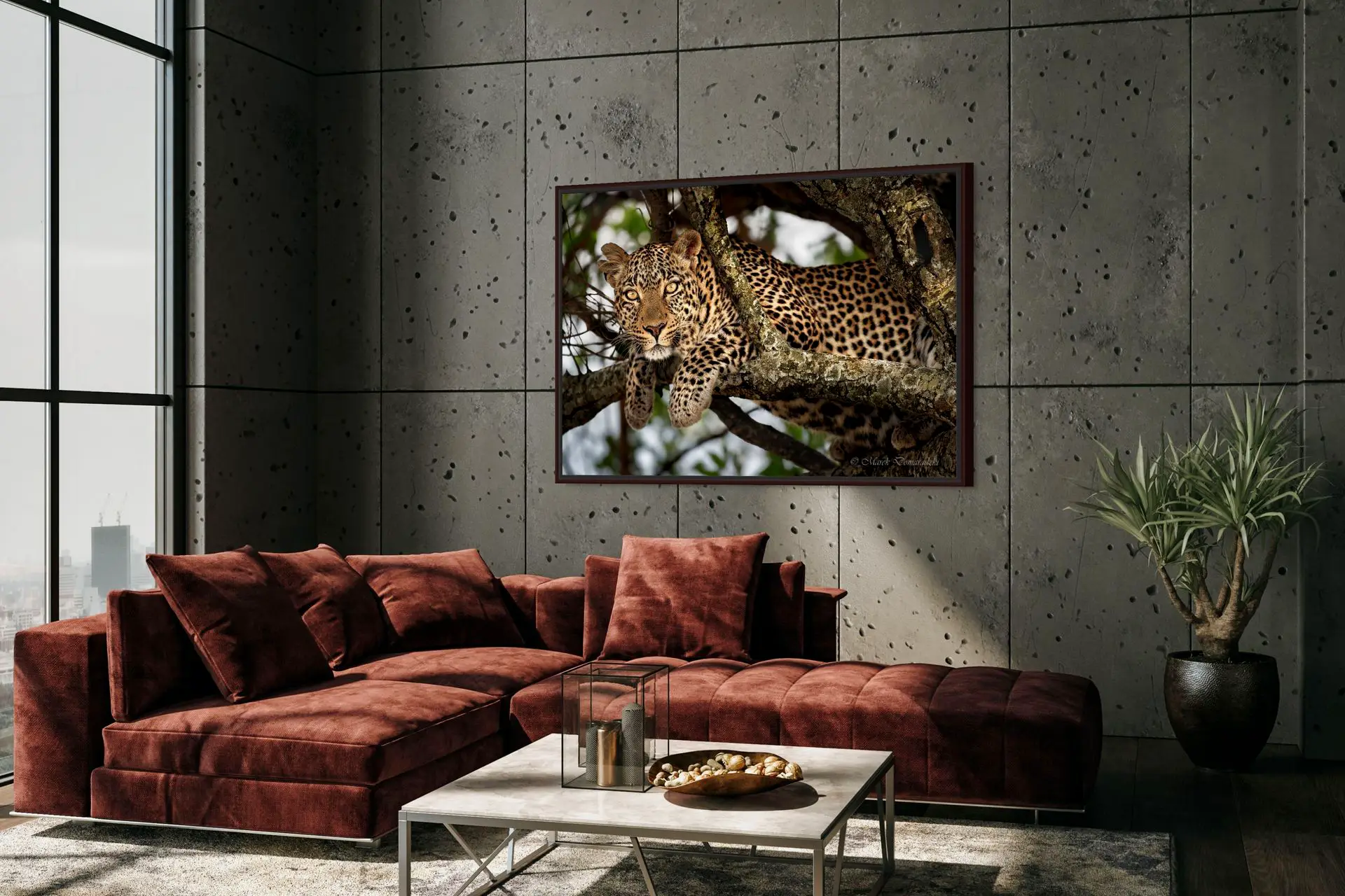 Fig the Leopard - Image 3