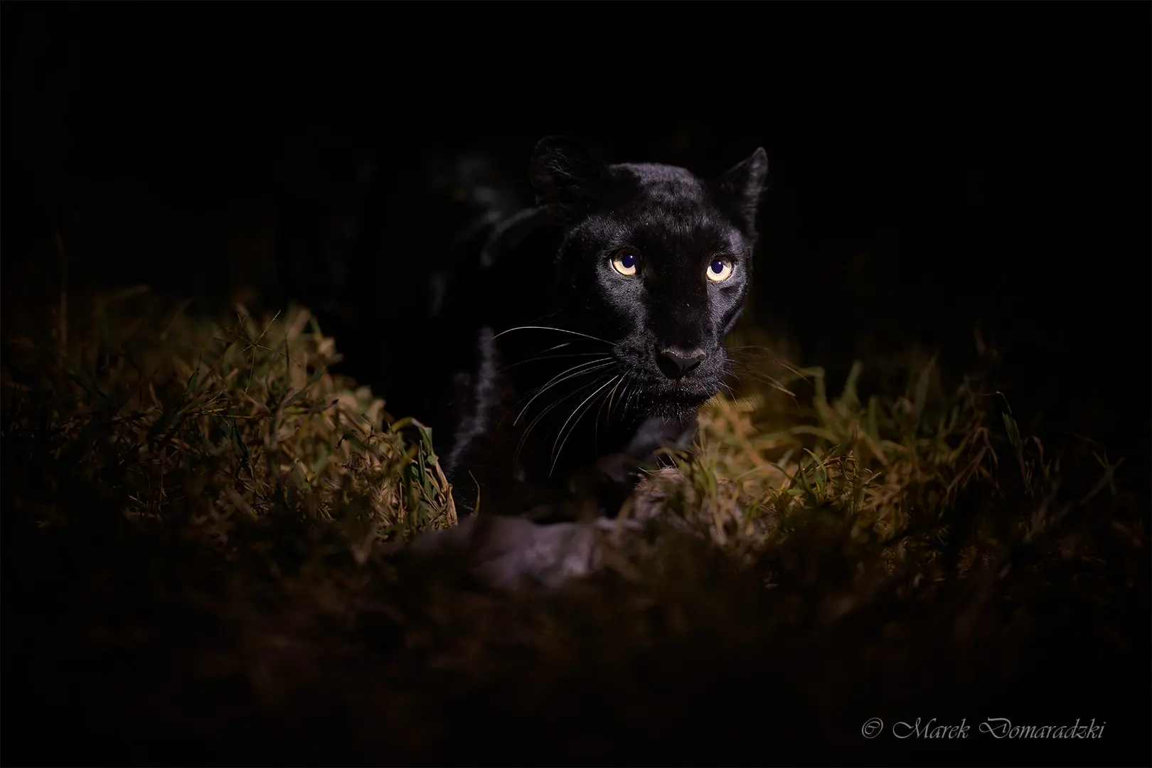 Night Feast