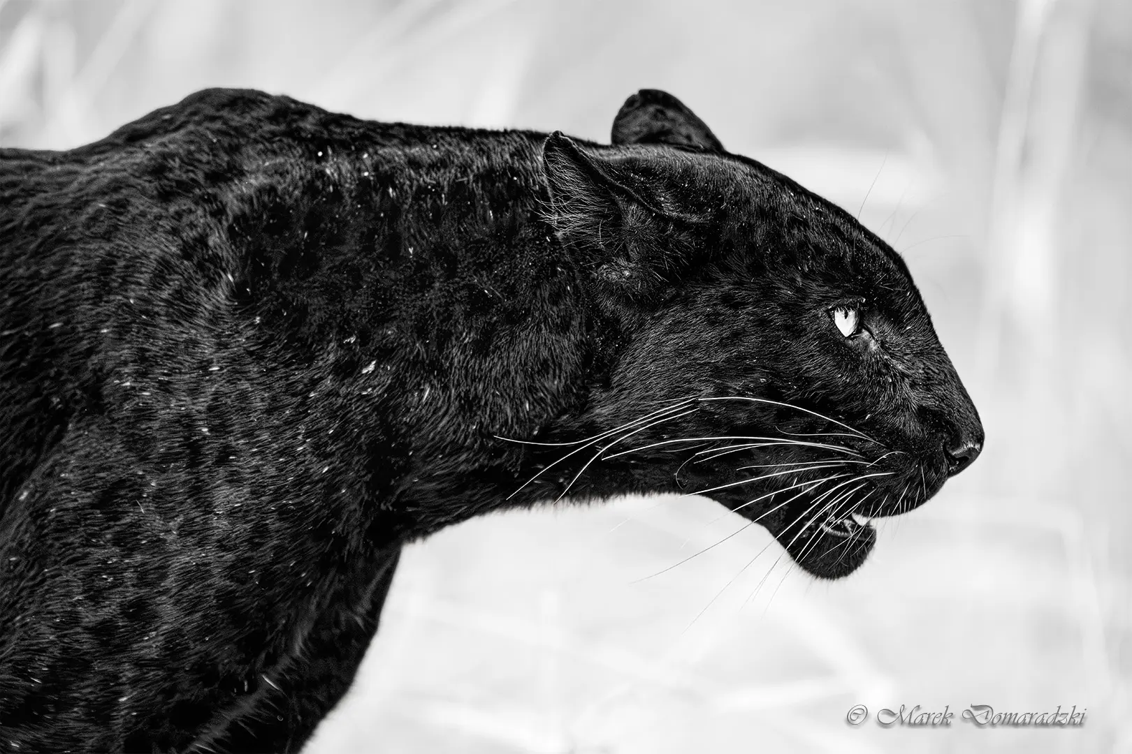 Obsidian Gaze